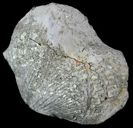 Pyrite Replaced Brachiopod (Paraspirifer) - Ohio #52712